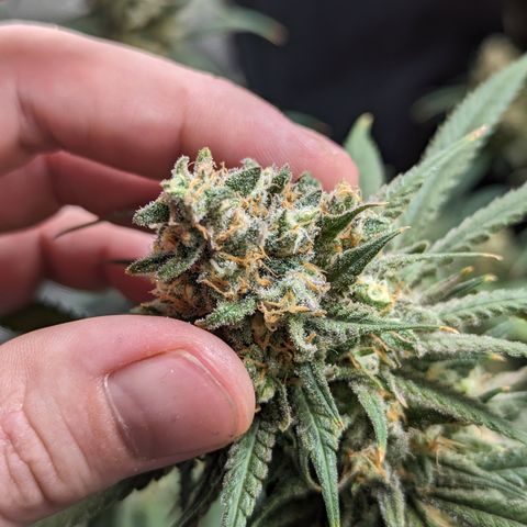 Durban Poison growlog timeline photo