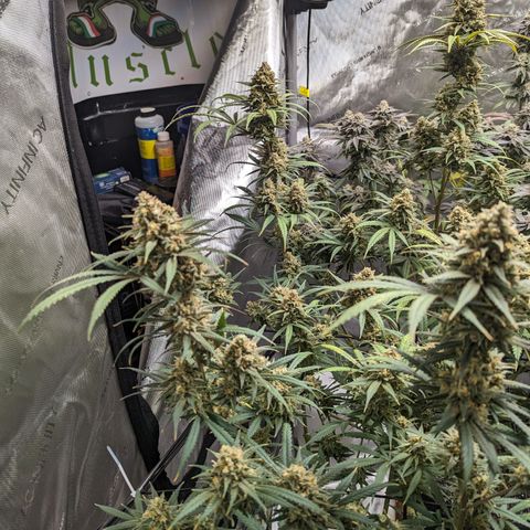 Durban Poison growlog timeline photo