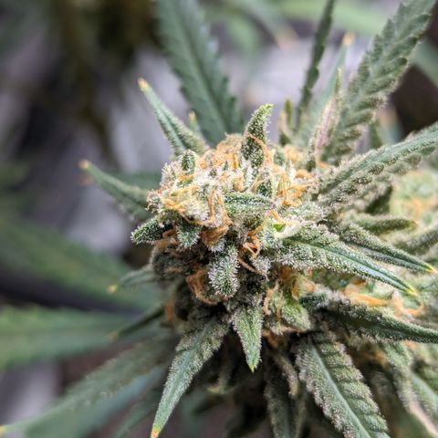 Durban Poison growlog timeline photo