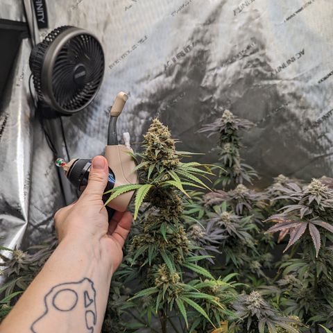 Durban Poison growlog timeline photo