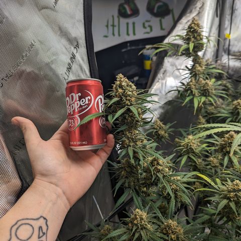 Durban Poison growlog timeline photo