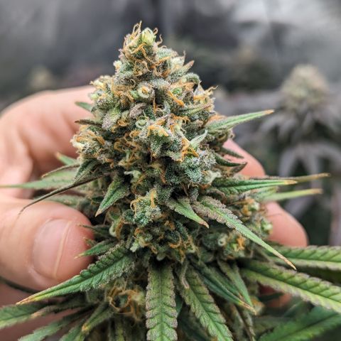 Durban Poison growlog timeline photo