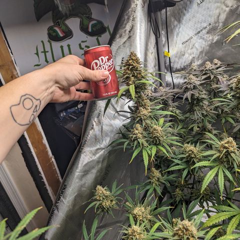 Durban Poison growlog timeline photo