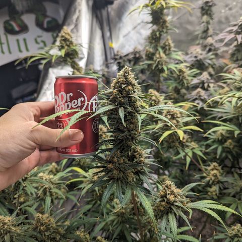 Durban Poison growlog timeline photo