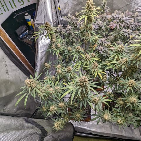 Durban Poison growlog timeline photo