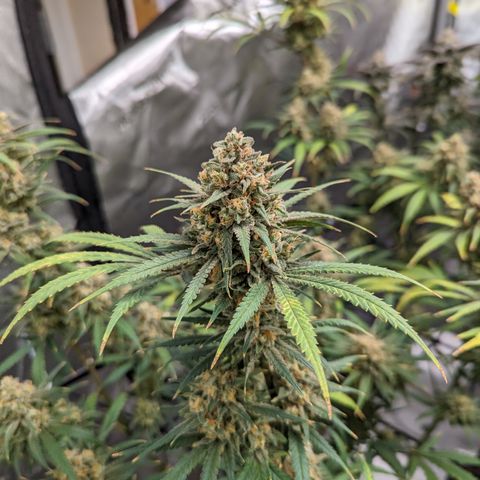 Durban Poison growlog timeline photo
