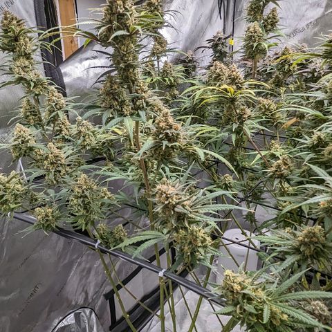 Durban Poison growlog timeline photo