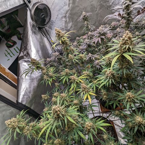 Durban Poison growlog timeline photo