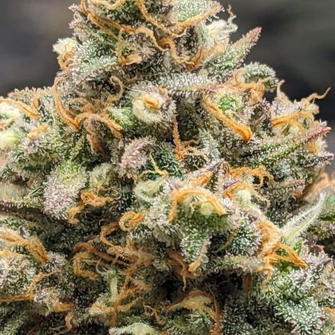 Durban Poison growlog timeline photo
