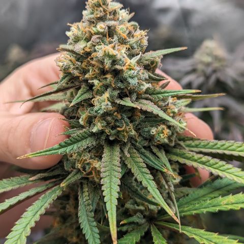 Durban Poison growlog timeline photo
