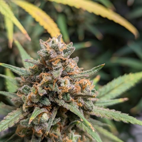 Durban Poison growlog photo: Watered, 400 ppm