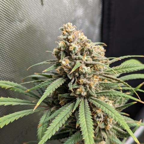 Durban Poison growlog photo: Watered, 400 ppm