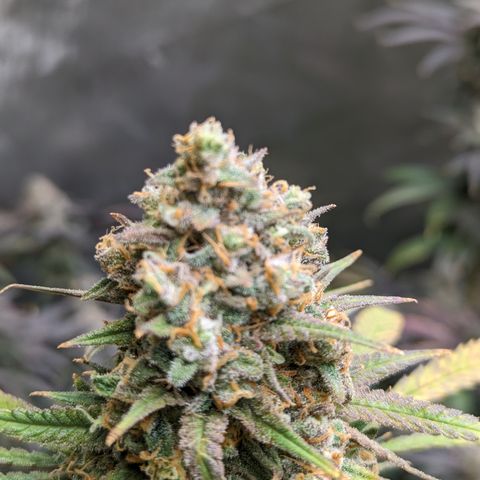 Durban Poison growlog photo: Watered, 400 ppm
