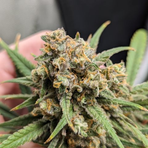Durban Poison growlog photo: Watered, 400 ppm
