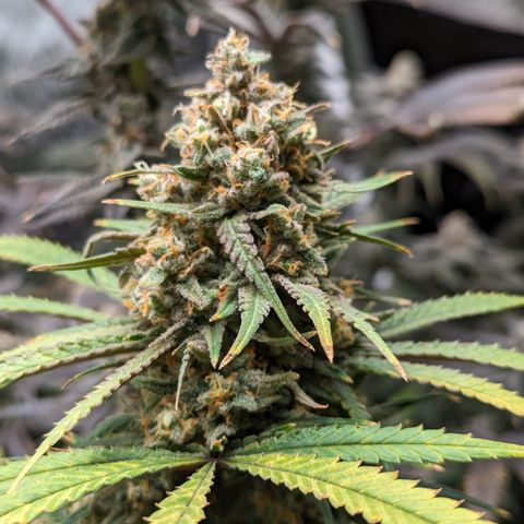 Durban Poison growlog photo: Watered, 400 ppm