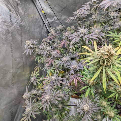 Durban Poison growlog timeline photo