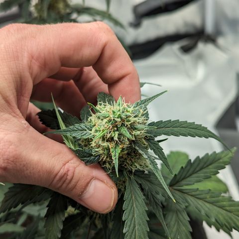 Durban Poison growlog timeline photo