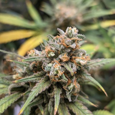 Durban Poison growlog timeline photo
