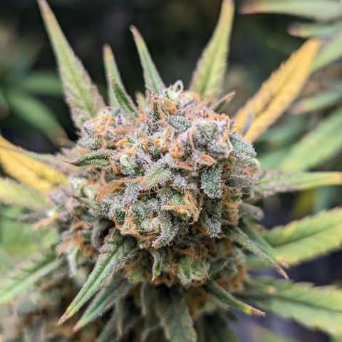 Durban Poison growlog timeline photo