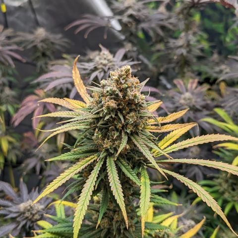 Durban Poison growlog timeline photo