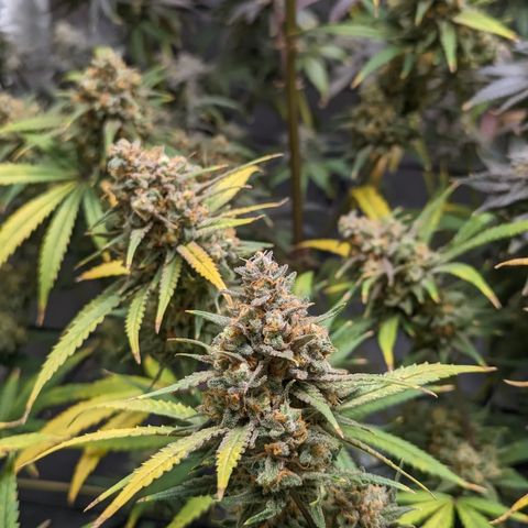Durban Poison growlog timeline photo