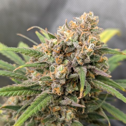 Durban Poison growlog timeline photo