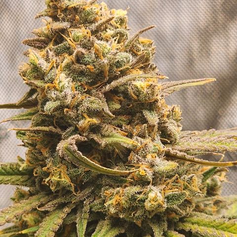 Durban Poison growlog timeline photo