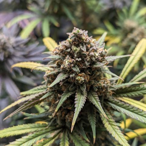 Durban Poison growlog timeline photo