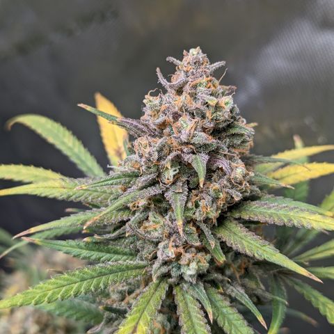 Durban Poison growlog timeline photo
