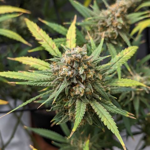 Durban Poison growlog timeline photo