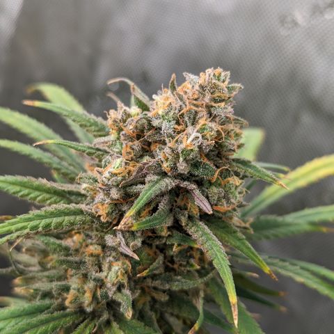 Durban Poison growlog timeline photo