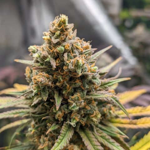 Durban Poison growlog timeline photo