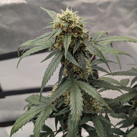 Durban Poison growlog timeline photo
