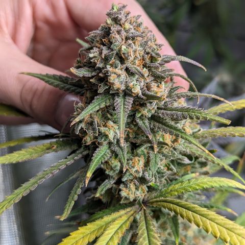 Durban Poison growlog timeline photo