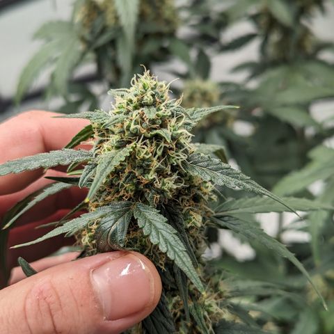 Durban Poison growlog timeline photo