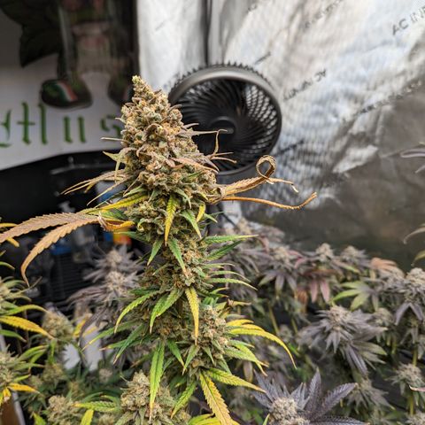 Durban Poison growlog timeline photo
