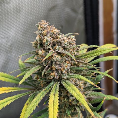 Durban Poison growlog timeline photo
