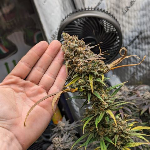 Durban Poison growlog timeline photo