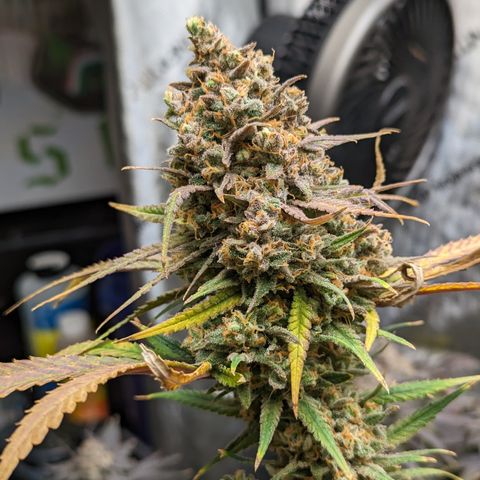 Durban Poison growlog timeline photo