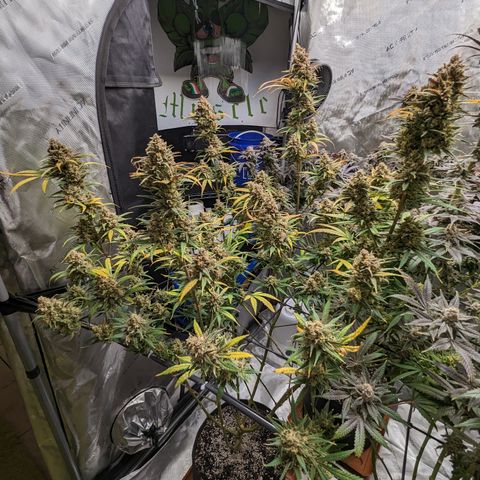 Durban Poison growlog timeline photo
