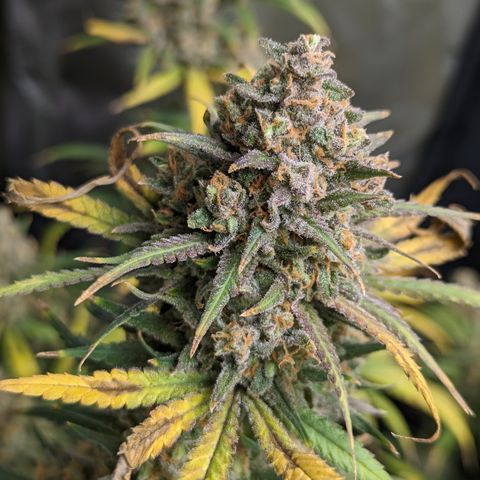 Durban Poison growlog timeline photo
