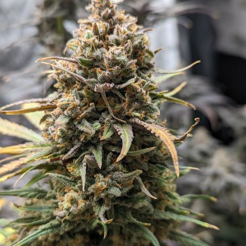 Durban Poison growlog timeline photo