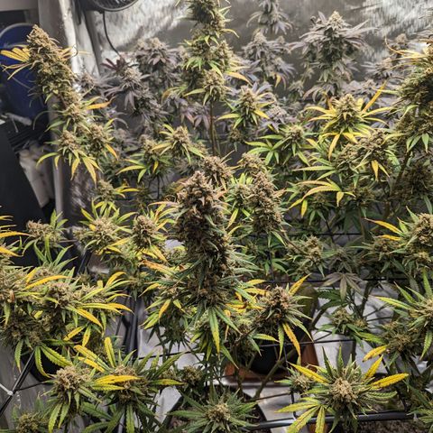 Durban Poison growlog timeline photo
