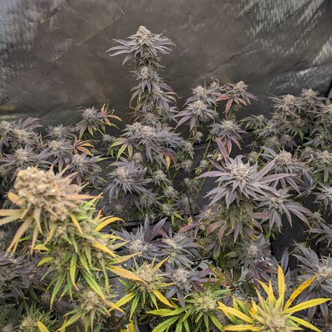 Durban Poison growlog timeline photo