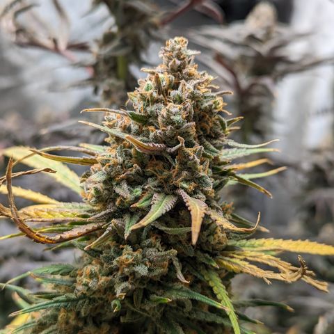 Durban Poison growlog timeline photo