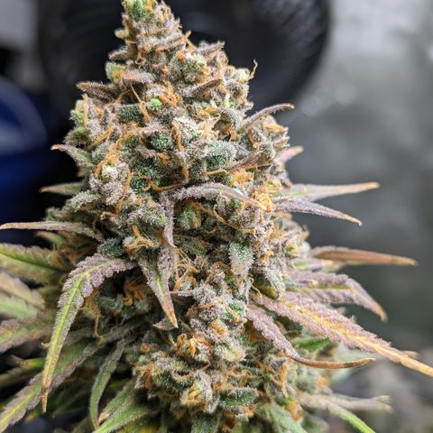 Durban Poison growlog timeline photo