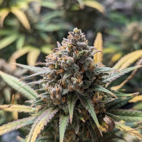 Durban Poison growlog timeline photo