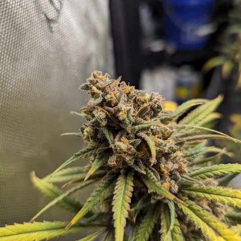 Durban Poison growlog timeline photo