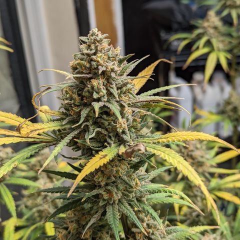 Durban Poison growlog timeline photo