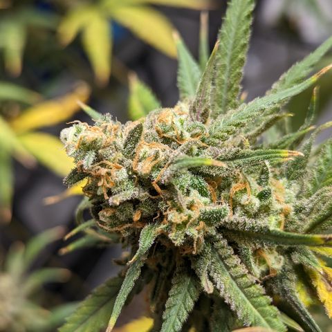 Durban Poison growlog timeline photo